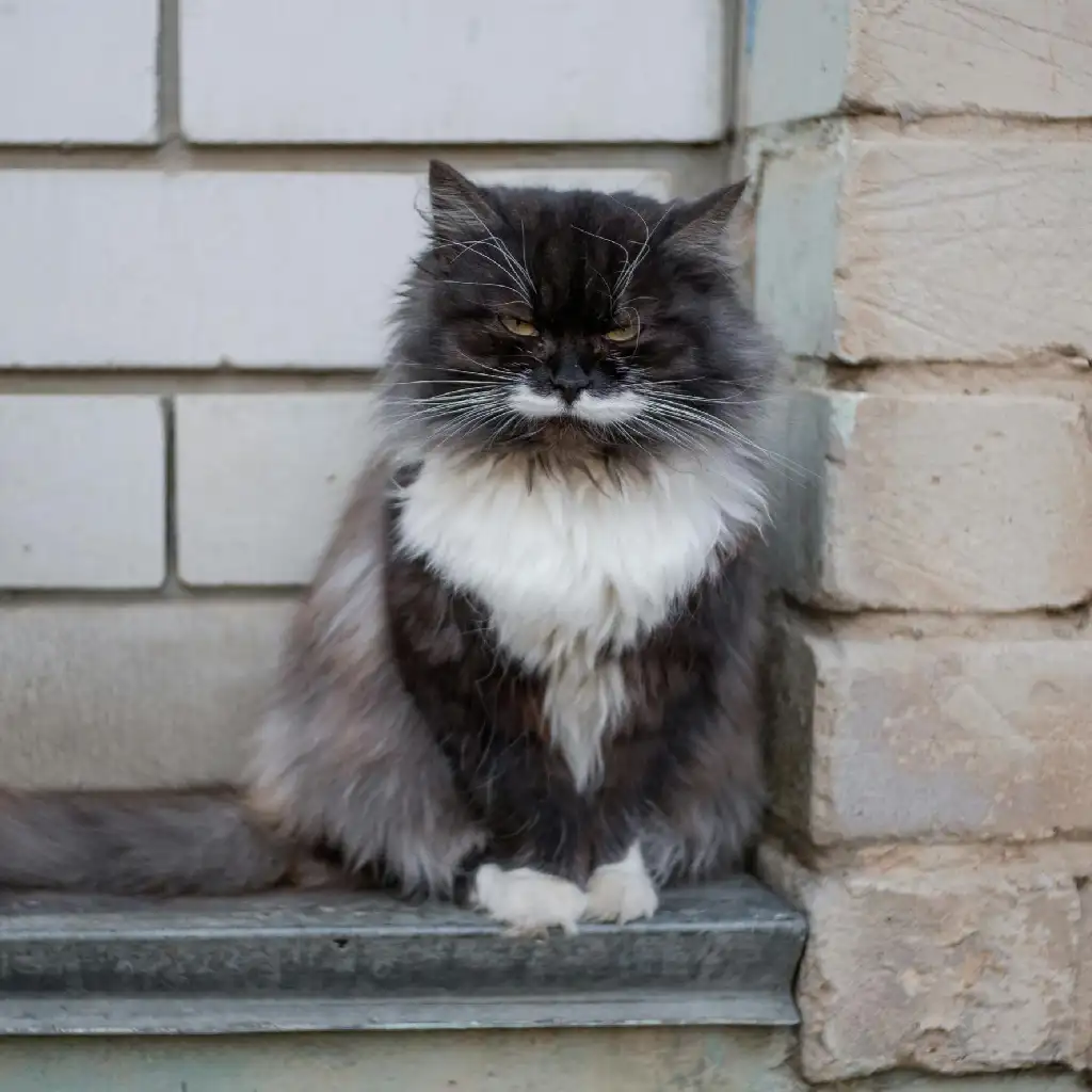 Black and White Cat