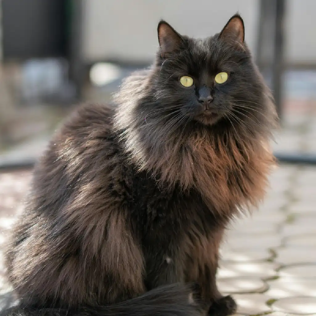 Black Fluffy Cat