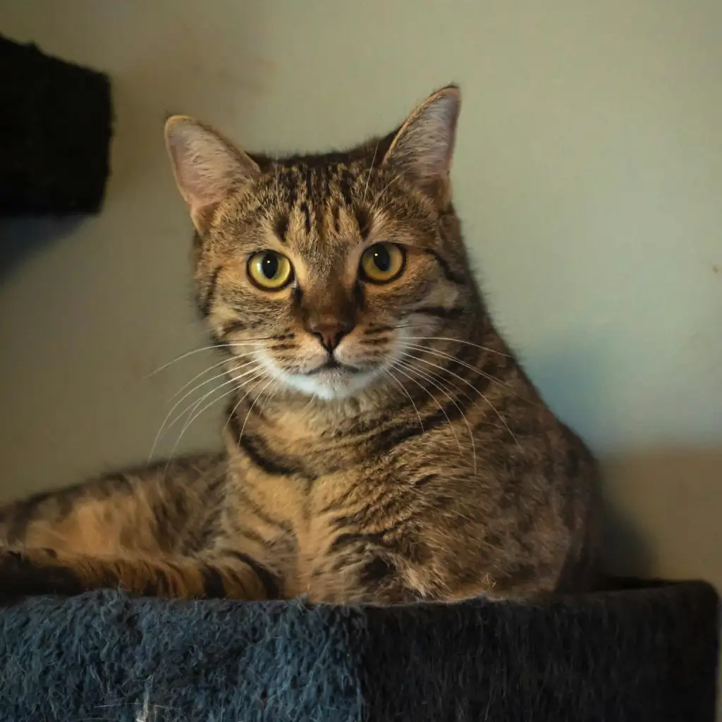 Brown Striped Cat