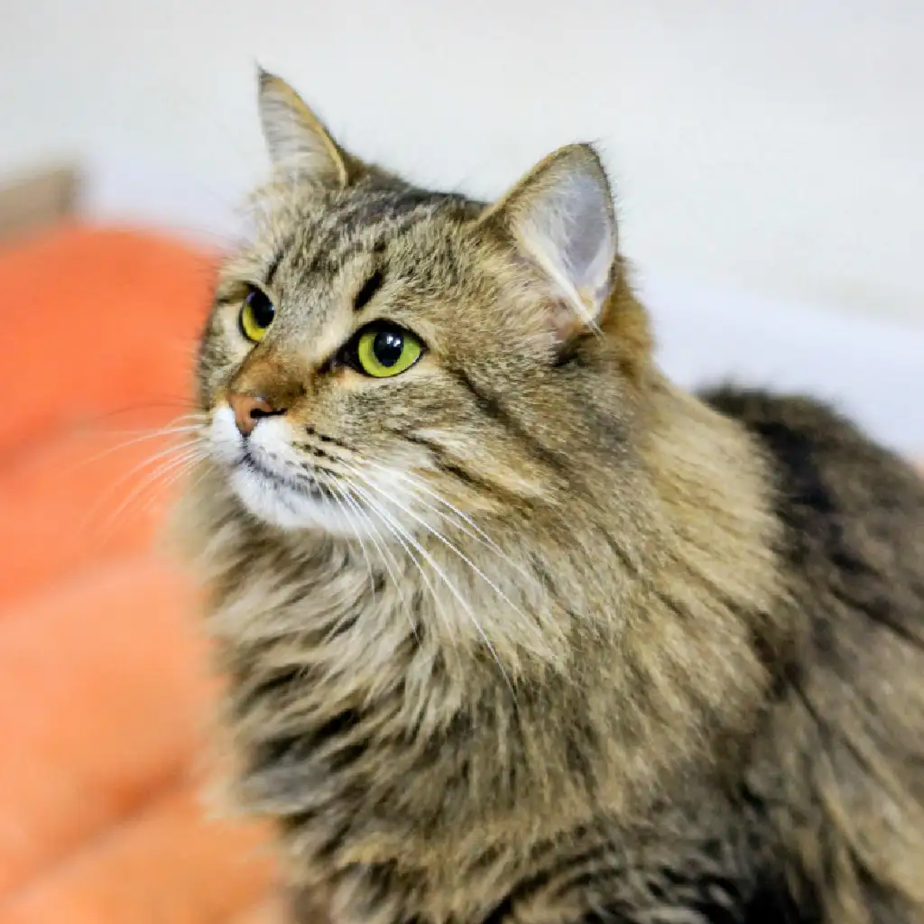 Fluffy Tabby Cat