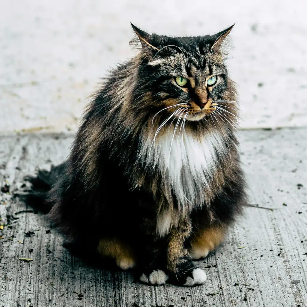 Outdoor Maine Coon Cat