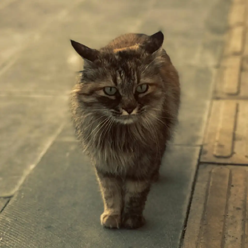 Walking Black Cat