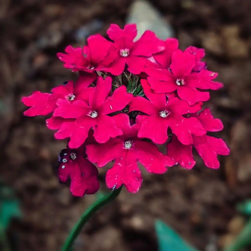 Bright Pink Verbena