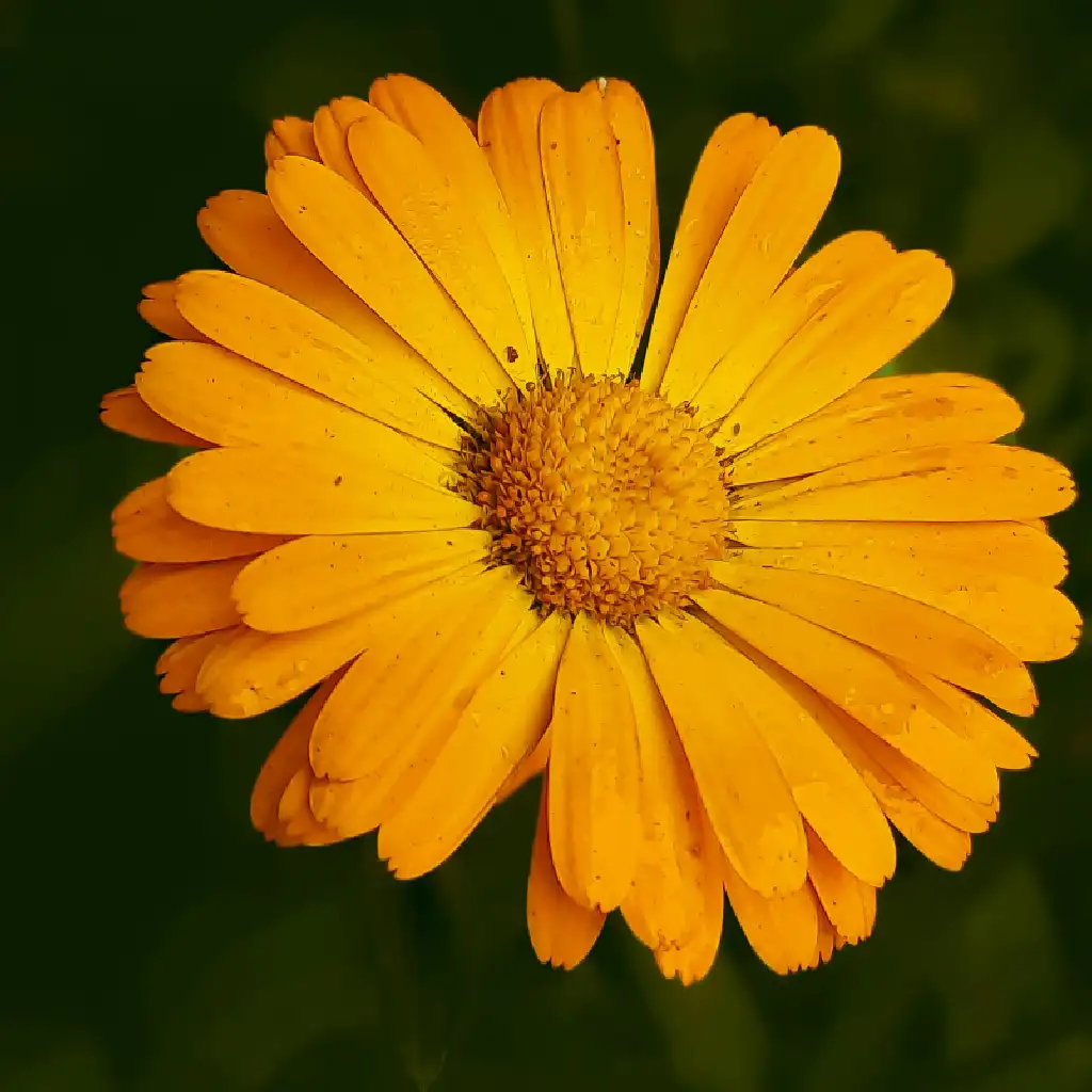 Golden Marigold Flower