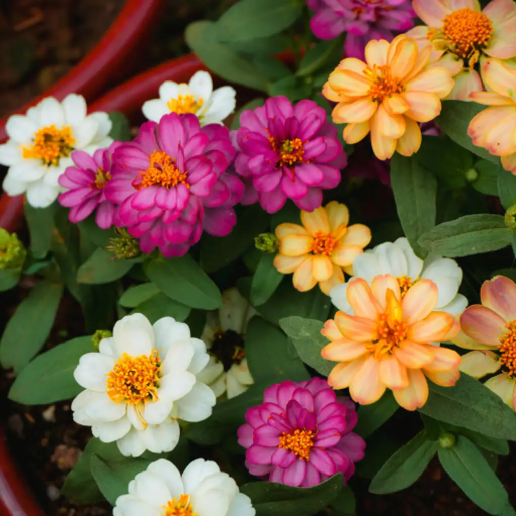 Mixed Garden Flowers
