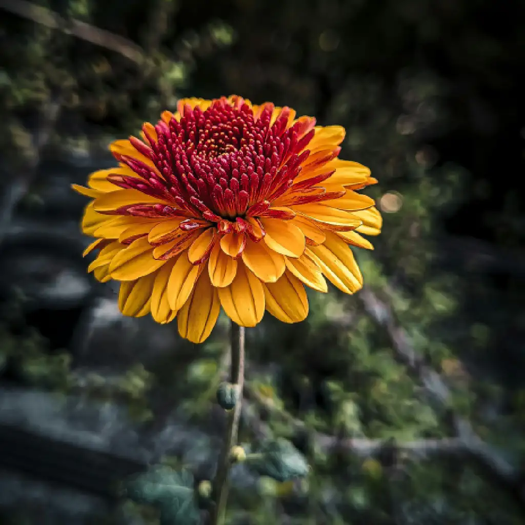 Orange Chrysanthemum Bloom