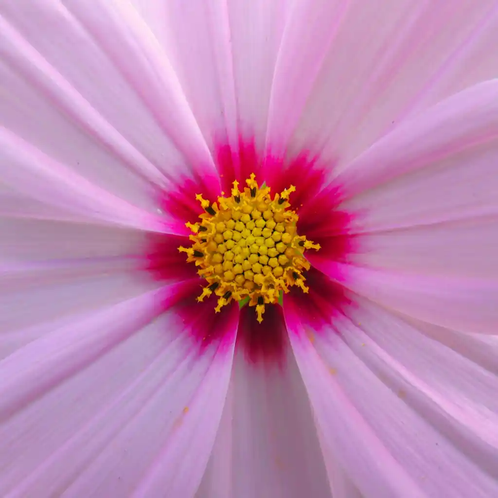 Pink Cosmos Flower