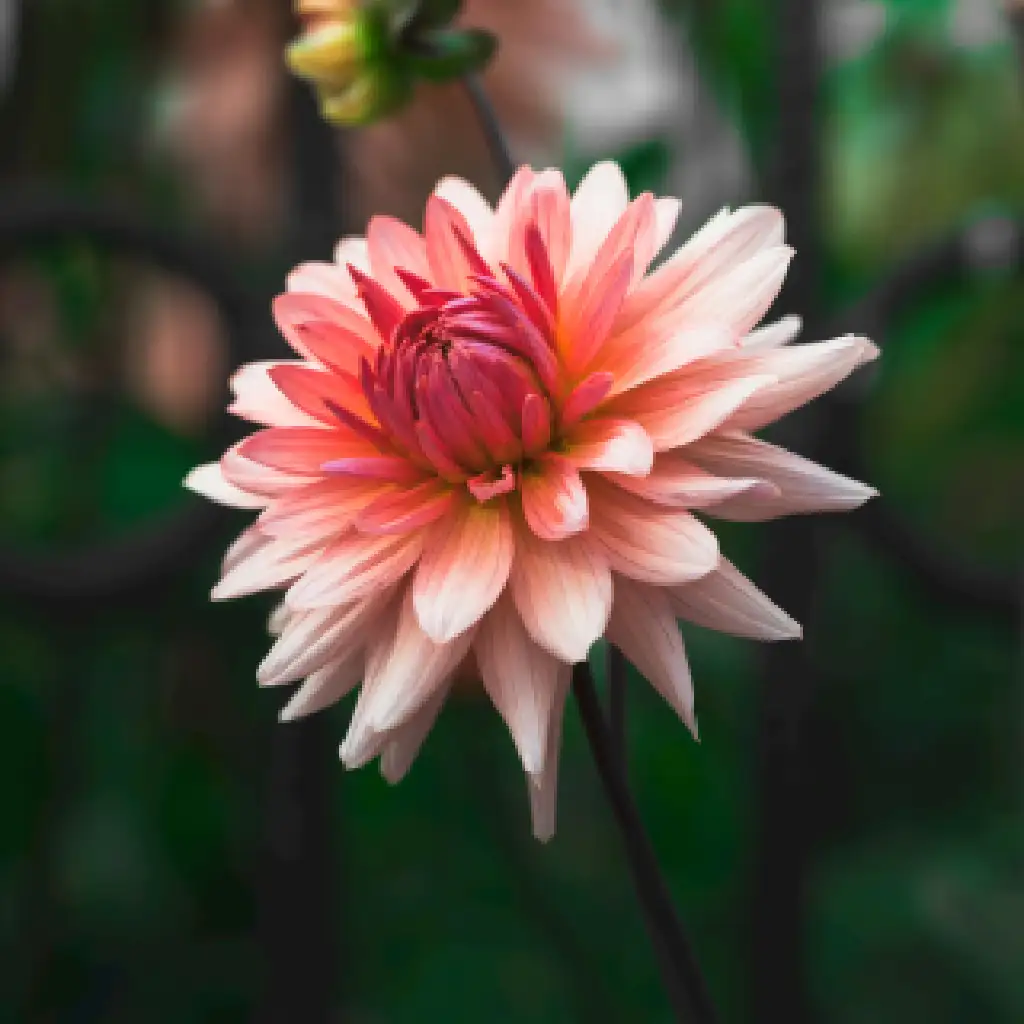 Soft Pink Dahlia