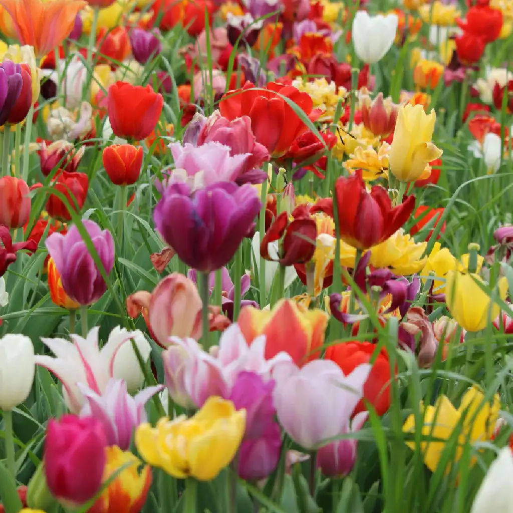 Tulip Flower Field