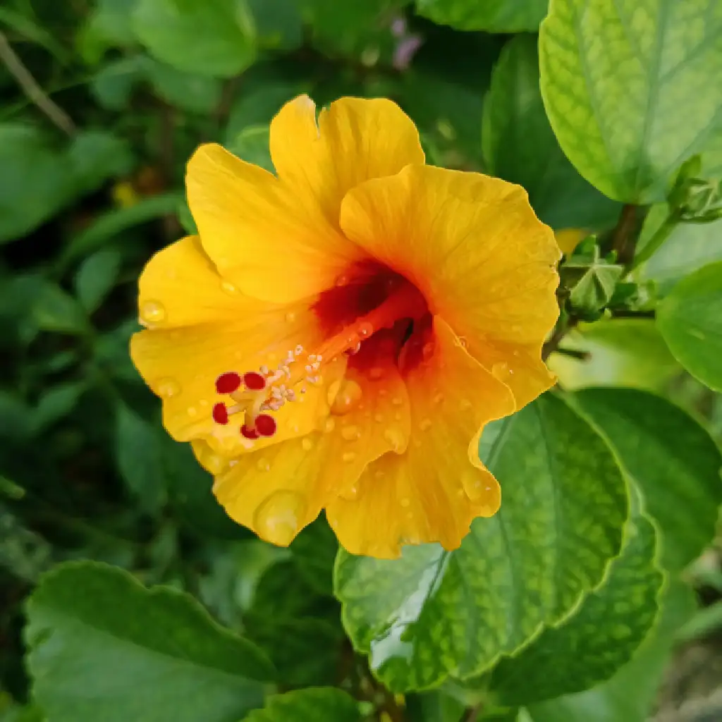 Yellow Hibiscus Flower