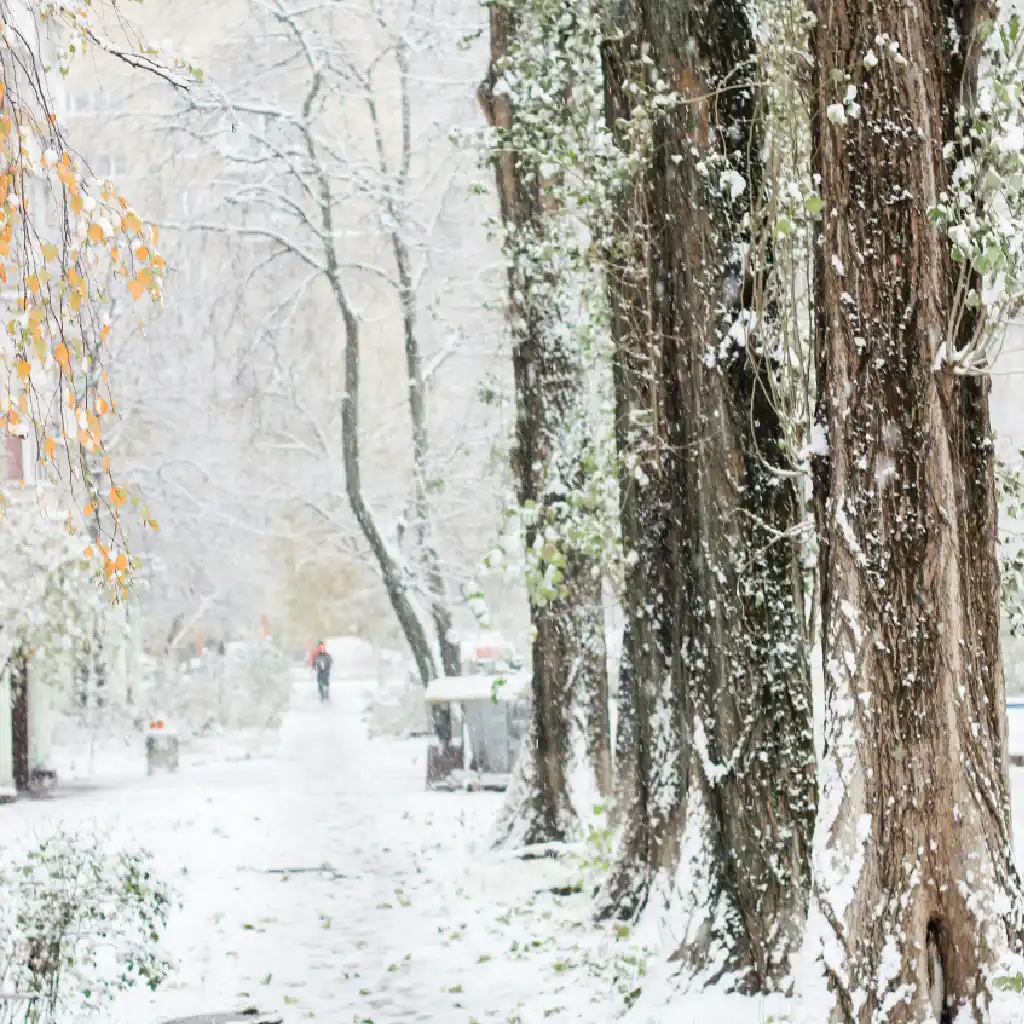 Snowy Winter Forest