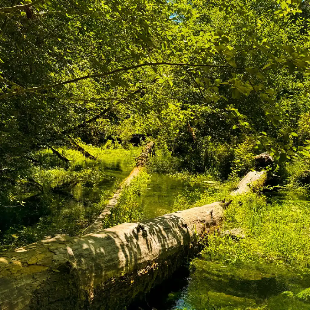 Sunlit Forest Trail