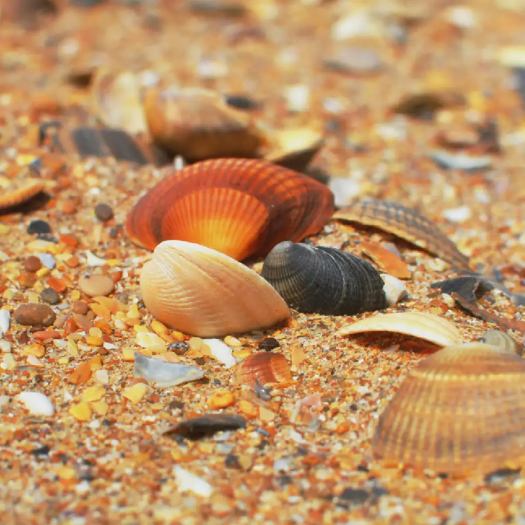 Colorful Beach Seashells