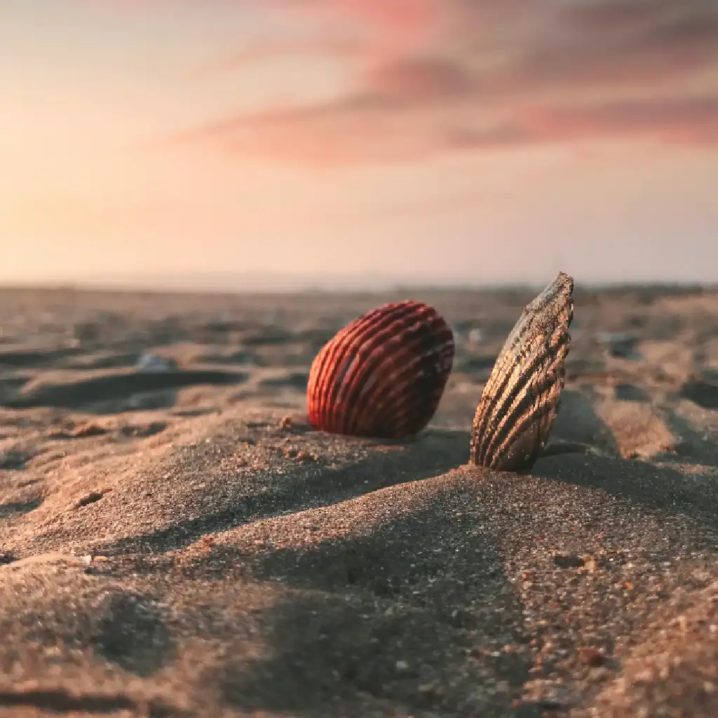 Seashells at Sunset